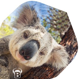 BULLS Motex Koala Tier Motiv Dart Flights Standard...